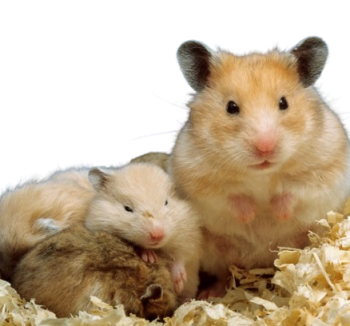 Small Animals