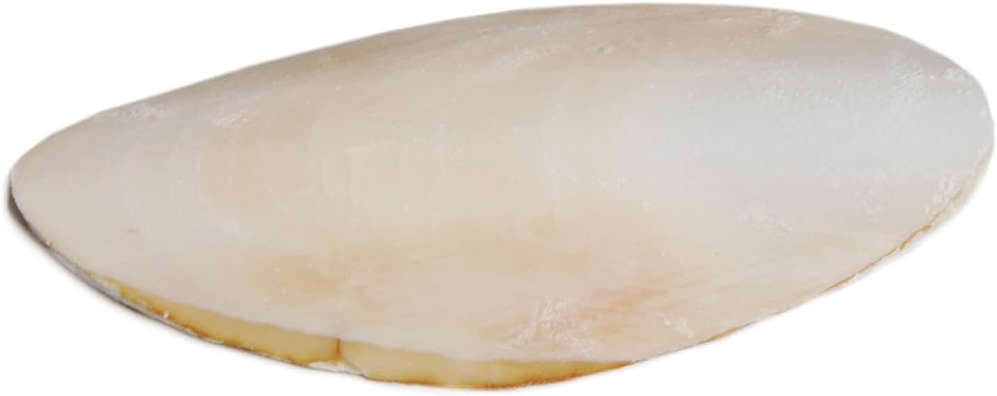Prevue Pet Products Bpv1143 5-Inch Bird Cuttlebone, Medium - Happypetzone.online - Image 2
