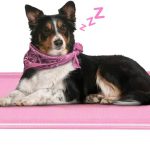 raised dog bed outdoor