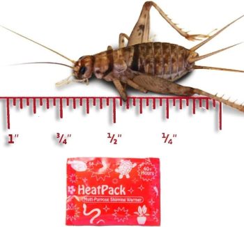 crickets for reptiles