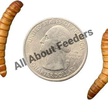 mealworms for reptiles