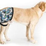 dog joint supplement