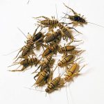 reptile food live