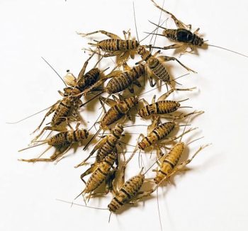 reptile food live