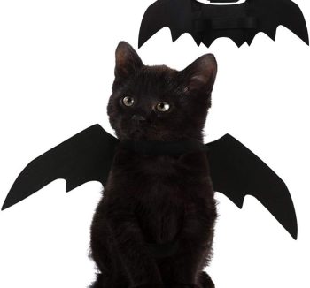 cat accessories cute