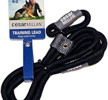 dog training tools
