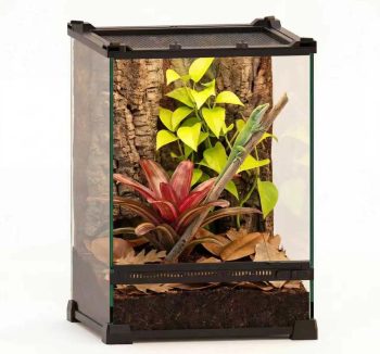 lizard terrarium setup