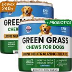 dog probiotic supplement