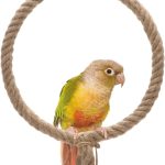 bird swing durable