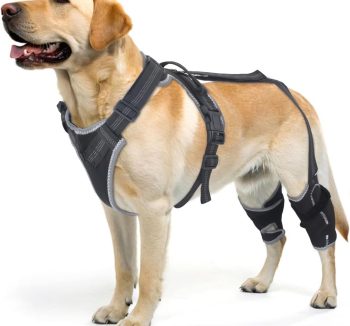 dog hip and joint care