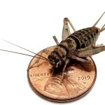crickets for reptiles