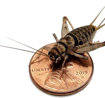 crickets for reptiles