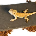 gecko substrate natural