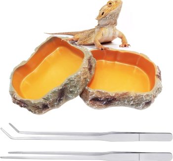 reptile tank for beginners