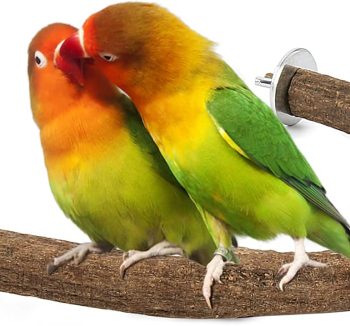 bird perch amazon best