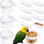 canary bird food