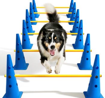 best dog training equipment