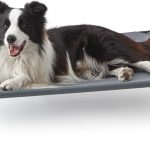 raised dog bed outdoor