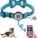 cat collar with name tag