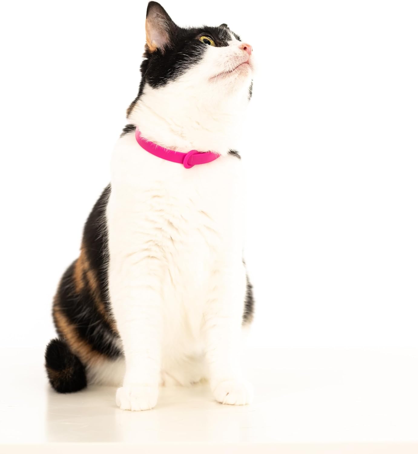 Breakaway Cat Collar - Soft, Comfortable, and Lightweight Safety Buckle Collar with Name Tag Ring for Outdoor Cats and Sensitive Skin Kittens by Nuvuq (6 ⅞" to 10 ¼", Pink) - Happypetzone.online - Image 7