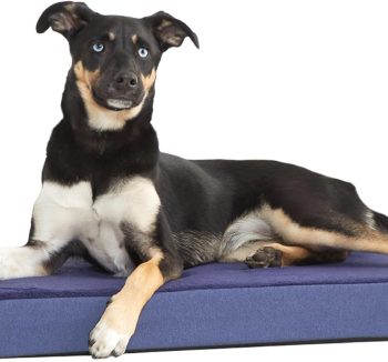 premium dog beds amazon