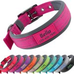 dog collar with name tag