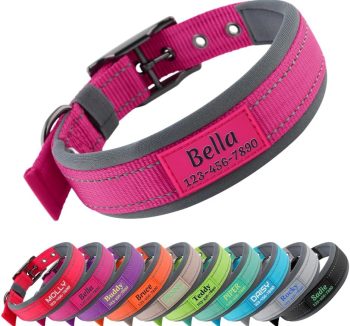 dog collar with name tag
