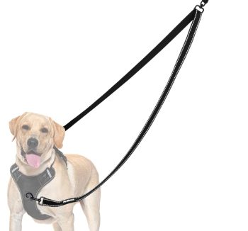 dog training leash