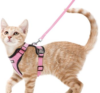 cat harness for small cats