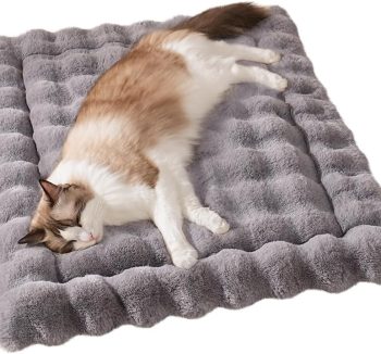 cat bed heated