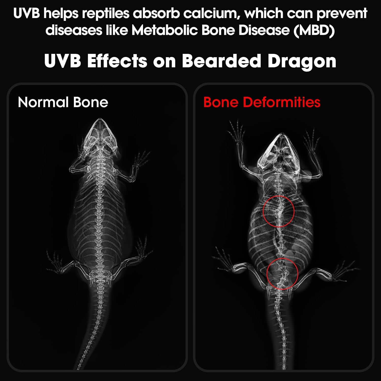 12-Inch UVB Reptile Light,4H/8H/12H Timer,3 Modes Lighting,5 Level Brightness, 12W UVA UVB Lamp for Desert Tropical Animals Bearded Dragons Turtle Chameleon Tortoises Gecko Snake Frog - Happypetzone.online - Image 2