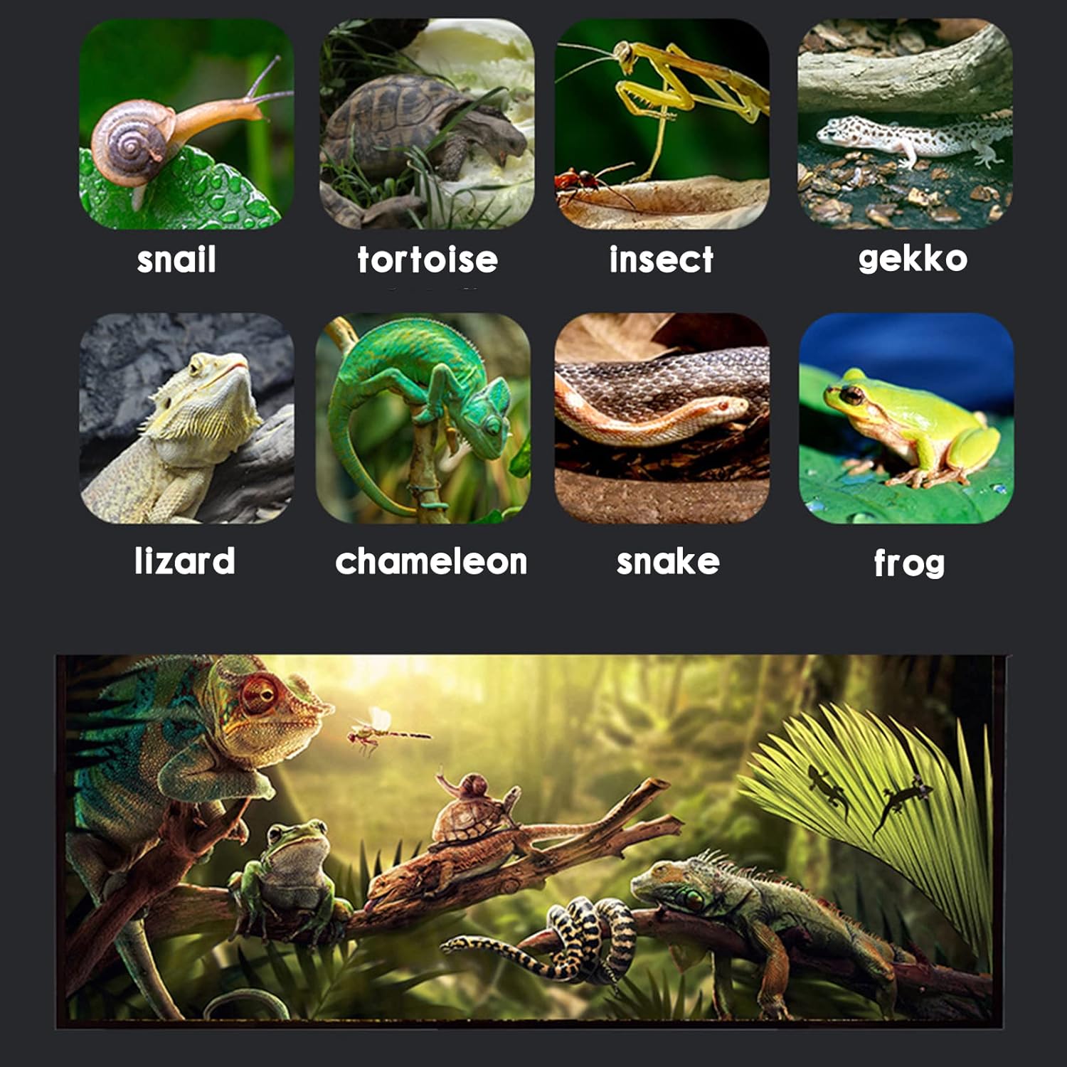 Reptile Terrarium - Amphibian Tank Starter Kit, Eco Rainforest Feeding Box, Amphibian Feeding Box, Suitable for breeding Lizards, Snakes, Chameleons,Jumping Spiders - Happypetzone.online - Image 6