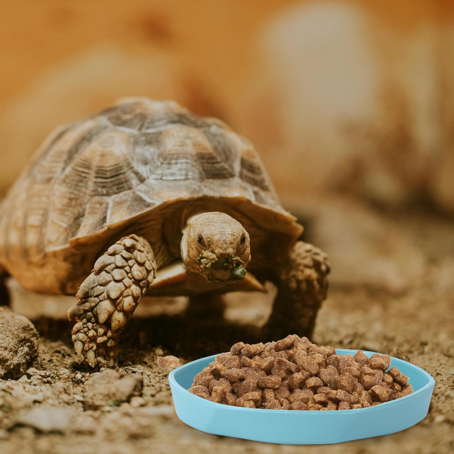 COMSUN 4 Pack Small Reptile Food Dish Bowl, Plastic Worm Water Dish Plate for Lizard Gecko Bearded Dragon Chameleon 4" W x 4" D x 0.5" H, Blue and Yellow - Happypetzone.online - Image 6