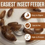 live insects for reptiles