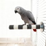 bird perch amazon best