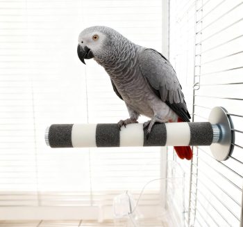 bird perch amazon best