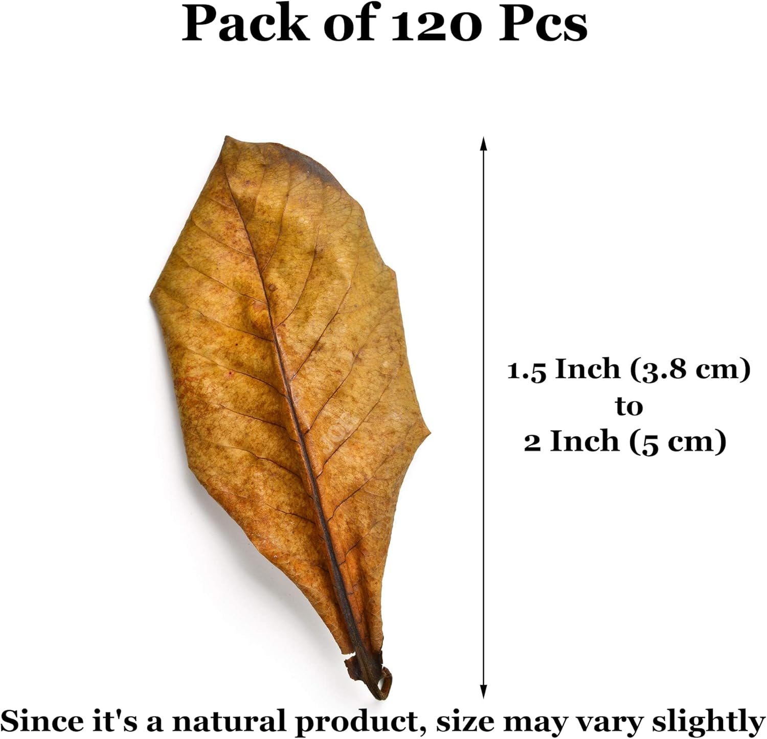 JOR 120 Pack Dwarf Frog Leaf Litter, Mini Indian Almond Leaves as Microfauna Habitat Tank Food Source, Substrate in Bioactive Terrarium & Vivarium Enclosure, Helps Tank Mimics Native Habitat - Happypetzone.online - Image 4