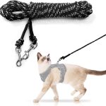 cat leash training