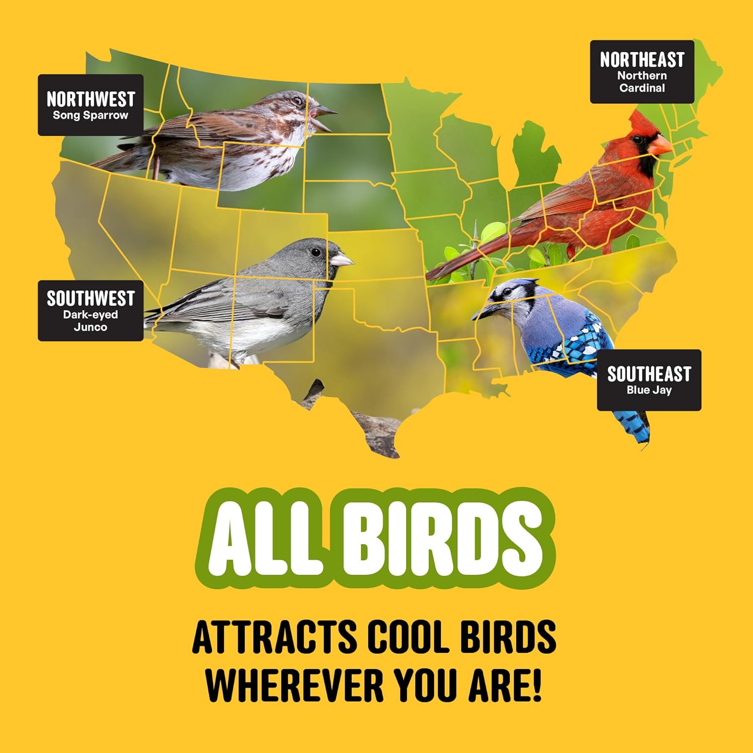 Cool Birds All Birds Wild Bird Seed – 10 lb. Classic Blend with Black Oil Sunflower, White Millet, Safflower, Peanuts & Sunflower Hearts – Balanced Bird Food for Outside Feeders - Happypetzone.online - Image 9