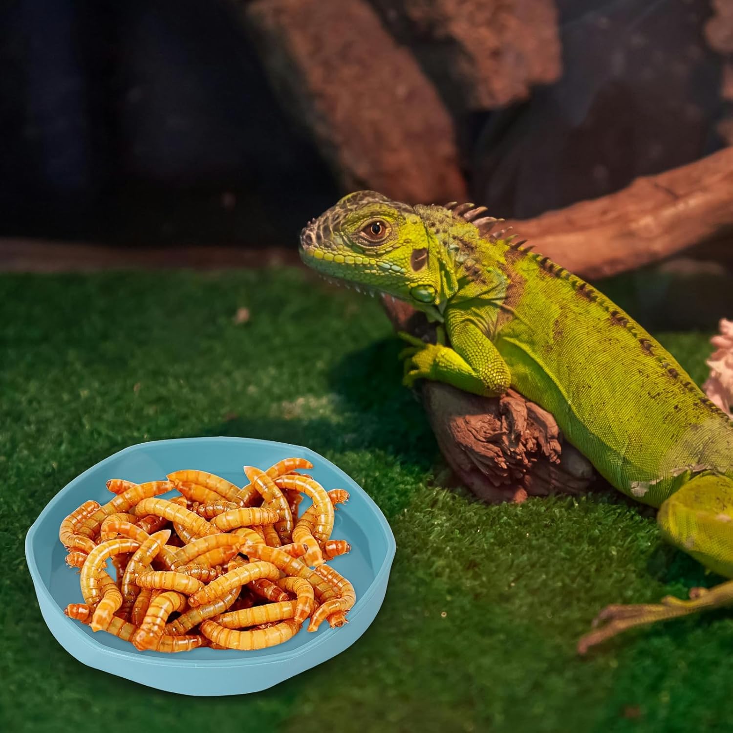 COMSUN 4 Pack Small Reptile Food Dish Bowl, Plastic Worm Water Dish Plate for Lizard Gecko Bearded Dragon Chameleon 4" W x 4" D x 0.5" H, Blue and Yellow - Happypetzone.online - Image 5