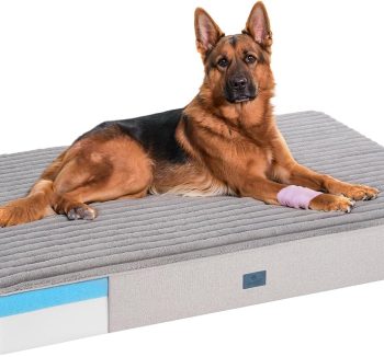 orthopedic dog bed