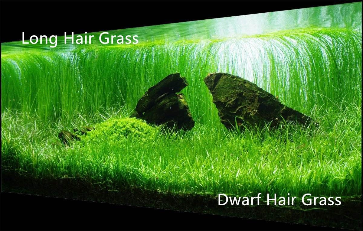 3 Aquarium Plants Set, (0.36ozTiny+0.36oz Long+0.36oz Short) Fresh Water Replacement for artificial, not Plastic, 3 types (0.36ozTiny+0.36oz Long+0.36oz Short) 28ABC, Green - Happypetzone.online - Image 3