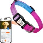 personalized dog collar