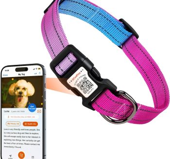 personalized dog collar