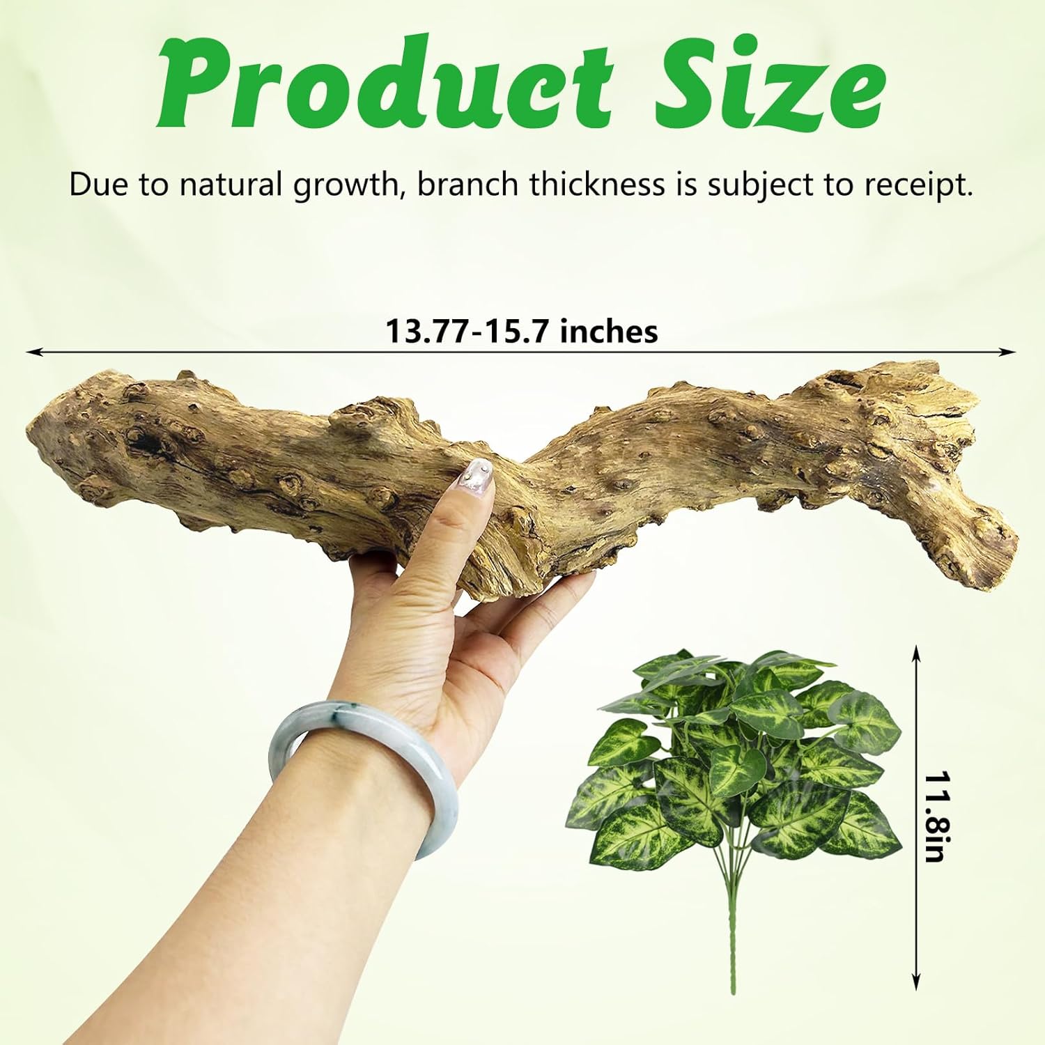 Reptile Branch Decor 2 Pcs Snake Climbing Wood Branches Lizard Habitat Decorations Terrarium Natural Forest Tree Trunk Ornament for Bearded Dragon Geckos Chameleon Frog - Happypetzone.online - Image 2