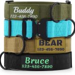 personalized dog collar