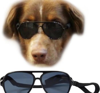 dog sunglasses