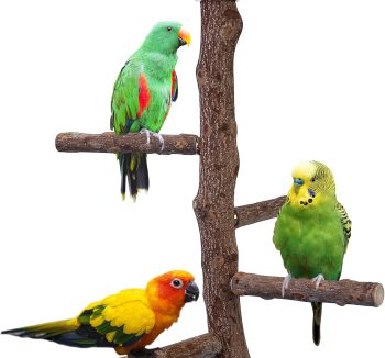 bird perch natural wood
