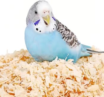 small pet hygiene bedding