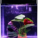 fish tank for beginners